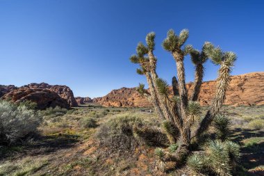 Karlı Kanyon, Utah, ABD 'deki dağları ve otlakları gören manzara..