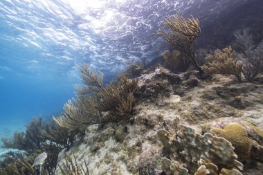 Karayip Denizi 'ndeki mercan resiflerinin turkuaz sularında deniz manzarası..