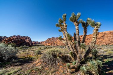 Karlı Kanyon, Utah, ABD 'deki dağları ve otlakları gören manzara..