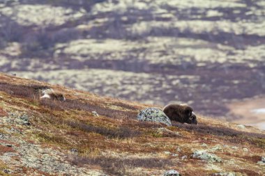 Dovrefjell Ulusal Parkı, Norveç 'te Muskoxes