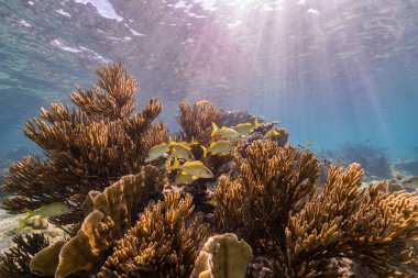 Karayip Denizi 'ndeki mercan resiflerinin turkuaz sularında deniz manzarası..