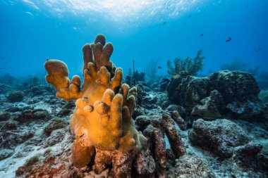 Karayip Denizi 'nin muhteşem mercan kayalıkları.