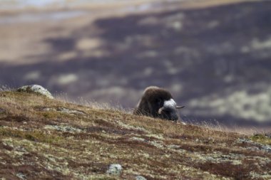 Muskox in Dovrefjell national park, Norway