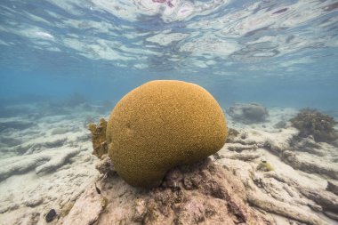 Karayip Denizi 'nin mercan kayalıklarında Grooved Brain Coral üretirken Kelebek Balığı ile deniz kabuğu, Curacao