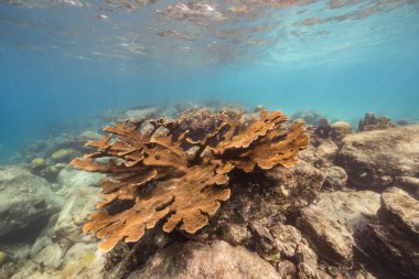 Karayip Denizi 'nin mercan kayalıklarında büyük geyik boynuzu mercanları olan deniz burnu, Curacao