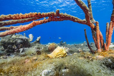 Karayip Denizi 'ndeki mercan resiflerinin turkuaz sularında deniz manzarası..