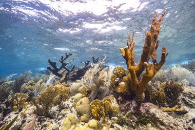 Karayip Denizi 'ndeki mercan resiflerinin turkuaz sularında deniz manzarası..
