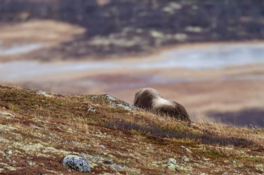 Muskox in Dovrefjell national park, Norway