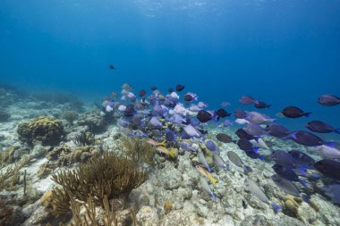 Karayip Denizi 'nin mercan kayalıklarında cerrah balığı, mercan ve sünger sürüsü, Curacao