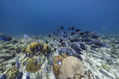 Karayip Denizi 'nin mercan kayalıklarında cerrah balığı, mercan ve sünger sürüsü, Curacao