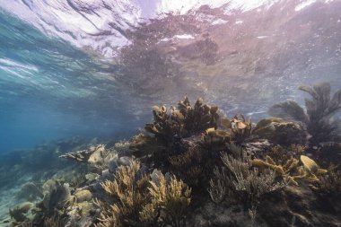 Karayip Denizi 'ndeki mercan resiflerinin turkuaz sularında deniz manzarası..
