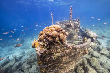 Karayip Denizi, Curacao 'daki mercan resiflerinin turkuaz sularında gemi enkazı.
