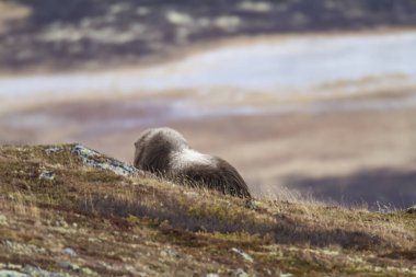 Muskox in Dovrefjell national park, Norway