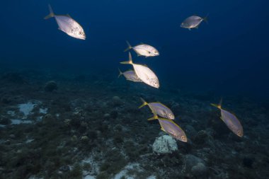 Dusk: seascape with School of Fish, Yellow Jacks in the coral reef of Caribbean Sea, Curacao