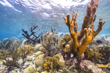 Karayip Denizi 'nin muhteşem mercan kayalıkları.