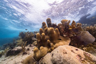 Karayip Denizi 'ndeki mercan resiflerinin sığ sularında deniz burnu balık, sütun mercanı ve süngerle Curacao.