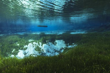Three Sisters Springs, Crystal River, Florida, ABD 'deki sualtı manzarası