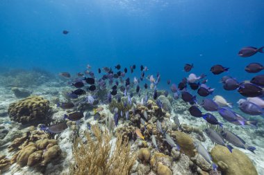 Karayip Denizi 'nin mercan kayalıklarında cerrah balığı, mercan ve sünger sürüsü, Curacao