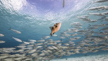 Okul balığı, Karayip Denizi 'nin sığ sularında Büyük Göz Balığı