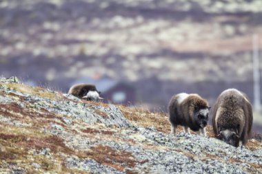 Dovrefjell Ulusal Parkı, Norveç 'te Muskoxes