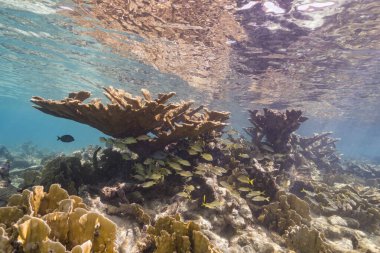 Karayip Denizi 'nin mercan kayalıklarında büyük geyik boynuzu mercanları olan deniz burnu, Curacao