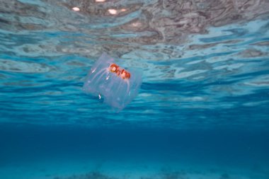 Salp ile deniz burnu, Karayip Denizi 'nin turkuaz suyunda Tunicate, Curacao