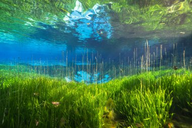 Three Sisters Springs, Crystal River, Florida, ABD 'deki sualtı manzarası