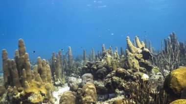 Karayip Denizi 'ndeki mercan resiflerinin sığ sularında deniz burnu, balıklı Curacao, deniz yelpazesi, Gorgonya mercanı ve sünger.