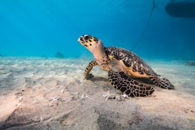 Curacao çevresinde Karayip Denizi 'nin sığ sularında Yeşil Deniz Kaplumbağası