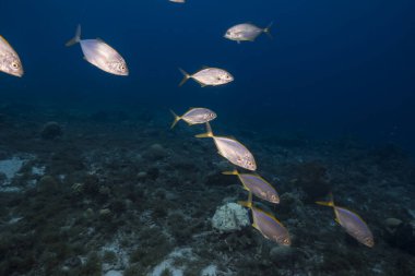 Dusk: seascape with School of Fish, Yellow Jacks in the coral reef of Caribbean Sea, Curacao