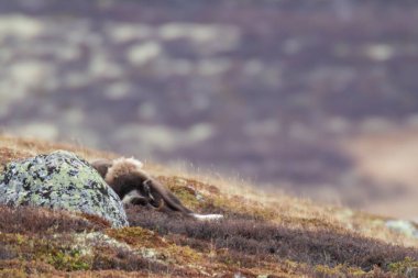 Muskox in Dovrefjell national park, Norway