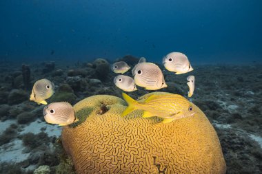 Karayip Denizi 'nin mercan kayalıklarında Grooved Brain Coral üretirken Kelebek Balığı ile deniz kabuğu, Curacao