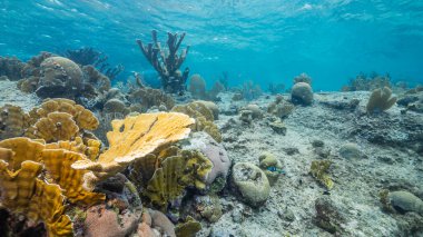 Karayip Denizi 'ndeki mercan resiflerinin sığ sularında deniz burnu, balıklı Curacao, deniz yelpazesi, Gorgonya mercanı ve sünger.