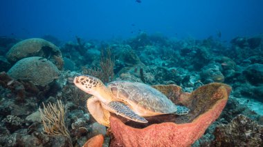 Curacao çevresinde Karayip Denizi 'nin sığ sularında Yeşil Deniz Kaplumbağası