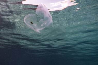 Karayip Denizi 'ndeki mercan resifinin turkuaz suyunda benekli taraklı jöle