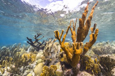 Karayip Denizi 'nin muhteşem mercan kayalıkları.