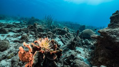 Karayip Denizi 'ndeki mercan resiflerinin turkuaz sularında deniz manzarası..
