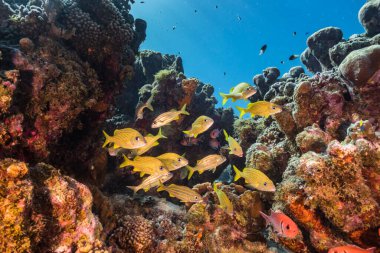 Karayip Denizi 'nin muhteşem mercan kayalıkları.