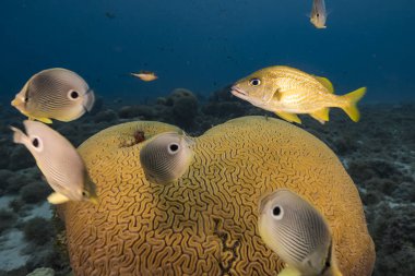 Karayip Denizi 'nin mercan kayalıklarında Grooved Brain Coral üretirken Kelebek Balığı ile deniz kabuğu, Curacao