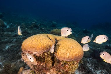 Karayip Denizi 'nin mercan kayalıklarında Grooved Brain Coral üretirken Kelebek Balığı ile deniz kabuğu, Curacao