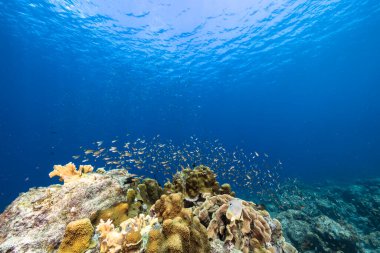 Karayip Denizi 'ndeki mercan resiflerinin turkuaz sularında deniz manzarası..