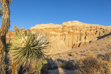 Amerika 'nın batısında Mojave, Kaliforniya yakınlarında kızıl kaya kayalıkları ve taş çöl manzarası..