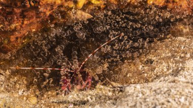 Karayip Denizi 'nin mercan kayalıklarında bulunan şeritli mercan karidesinin yakınında, Curacao