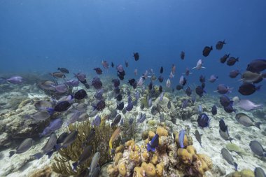 Karayip Denizi 'nin mercan kayalıklarında cerrah balığı, mercan ve sünger sürüsü, Curacao