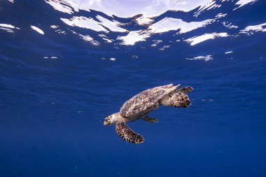 Curacao çevresinde Karayip Denizi 'nin sığ sularında Yeşil Deniz Kaplumbağası