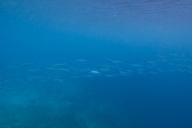 Denizde bir sürü küçük mavi balık var. sualtı fotoğrafı