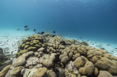 Karayip Denizi 'ndeki mercan resiflerinin turkuaz sularında deniz manzarası..