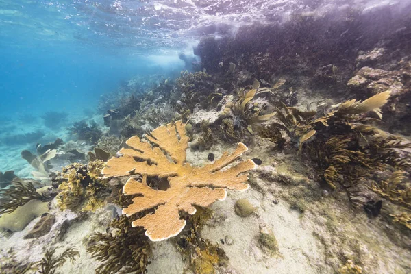 Karayip Denizi Ndeki Mercan Resiflerinin Turkuaz Sularında Deniz Manzarası — Stok fotoğraf