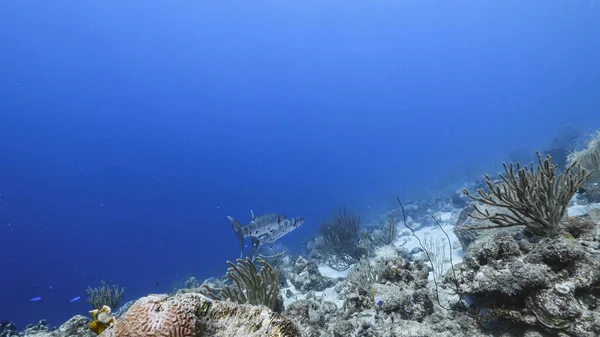Belo Recife Coral Com Peixes Corais Mar Azul — Fotografia de Stock