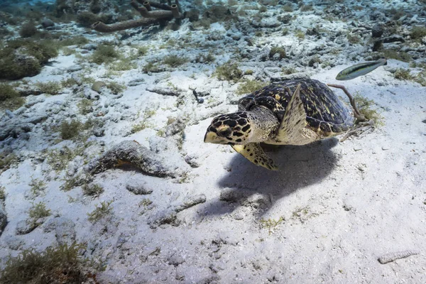Amazing Green Sea Turtle Shallow Water Caribbean Sea Curacao — Stock Photo, Image